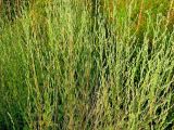 genus Artemisia
