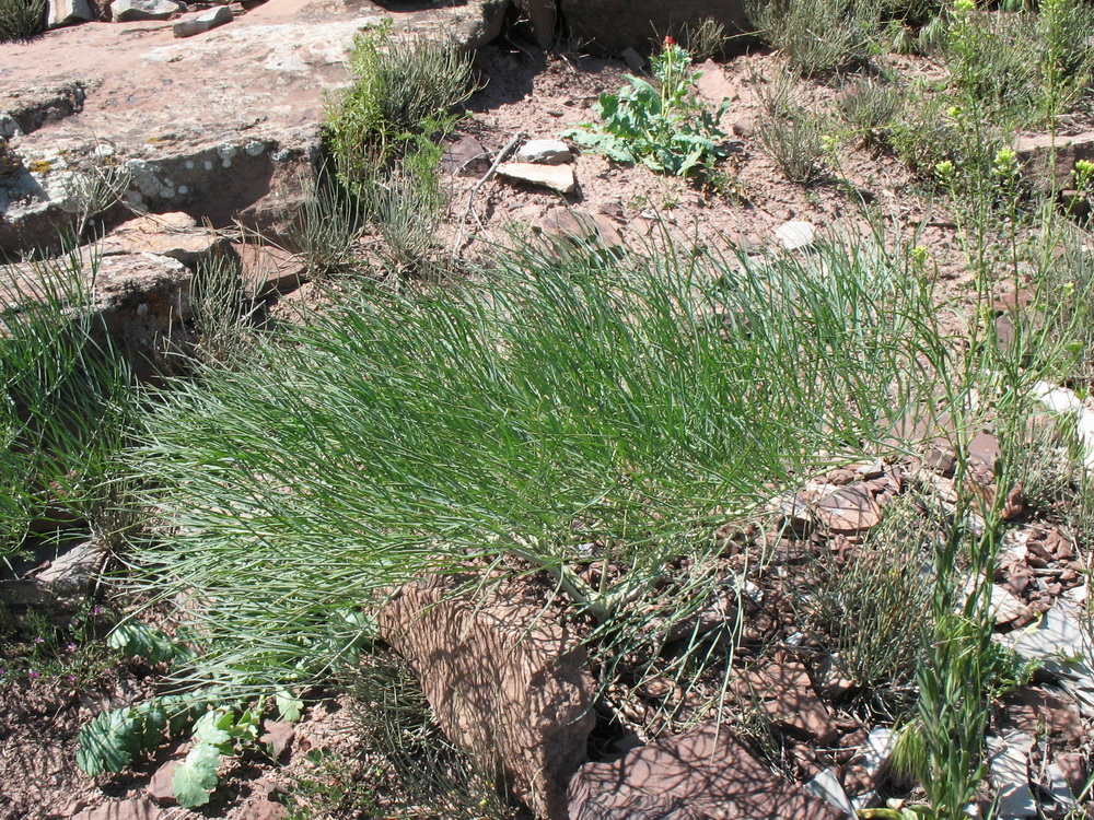 Image of Ferula varia specimen.