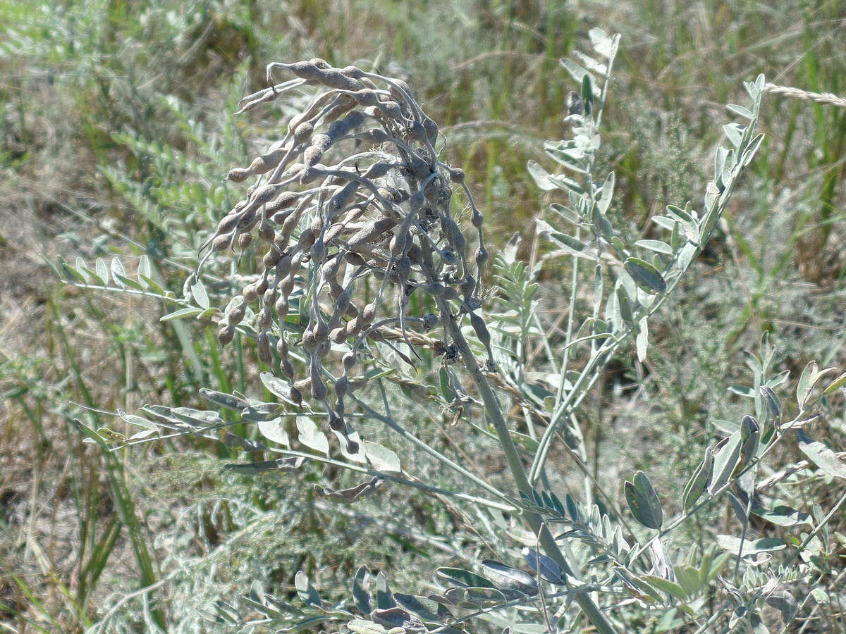 Изображение особи Pseudosophora alopecuroides.