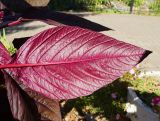 Amaranthus hypochondriacus. Лист (вид снизу). Восточный Казахстан, г. Усть-Каменогорск, парк Жастар, в культуре. 03.09.2016.