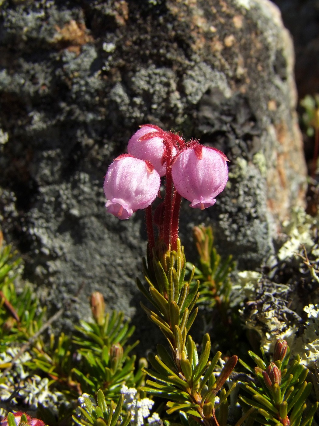 Image of Phyllodoce caerulea specimen.