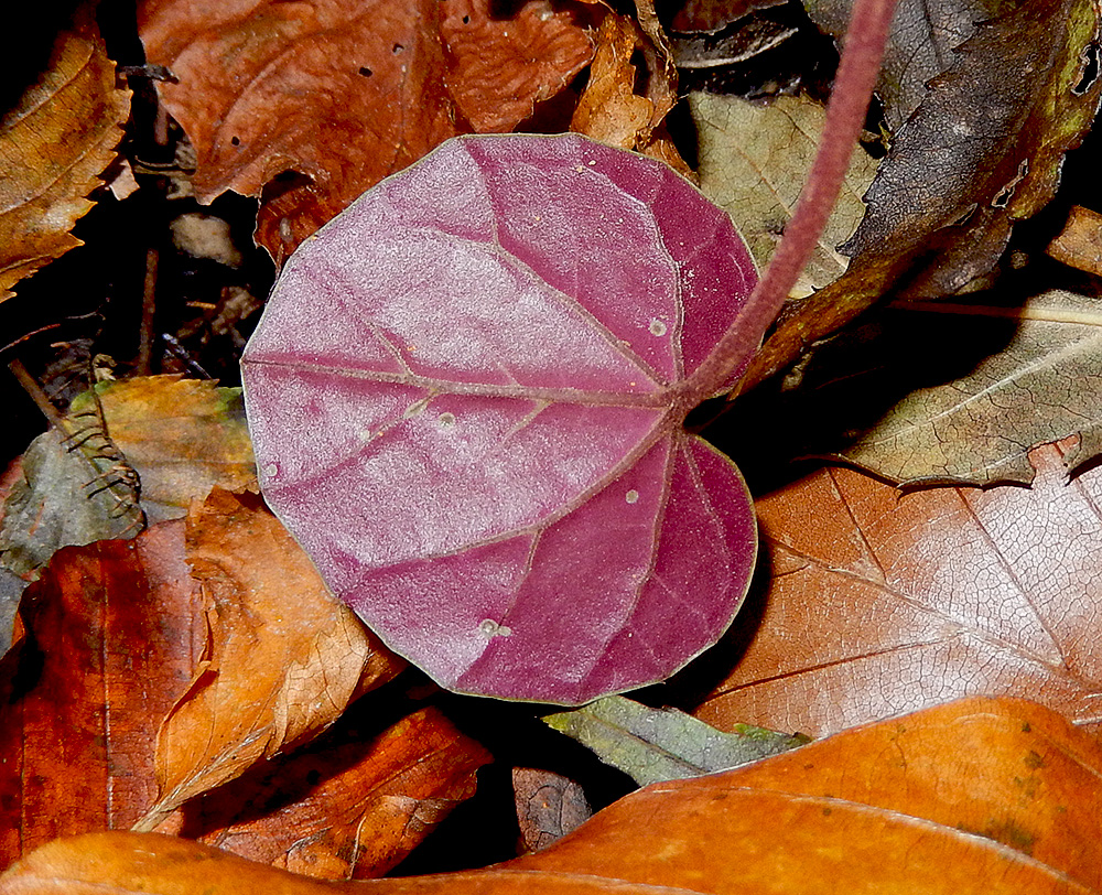 Image of Cyclamen coum specimen.