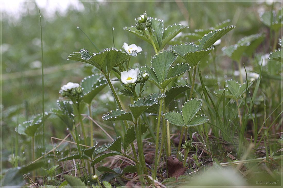 Image of Fragaria × ananassa specimen.
