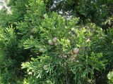 Juniperus foetidissima. Ветви с мегастробилами. Краснодарский край, окр. г. Новороссийск, можжевеловое редколесье на каменистом склоне. 17 апреля 2014 г.