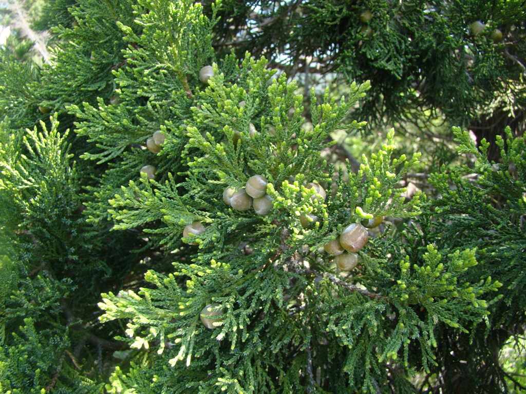 Image of Juniperus foetidissima specimen.