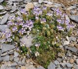 Scutellaria alpina