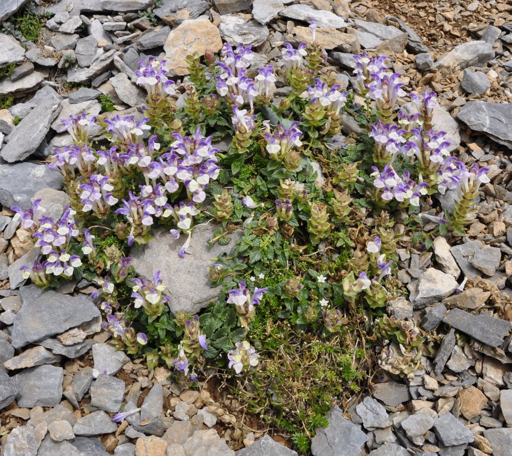 Изображение особи Scutellaria alpina.