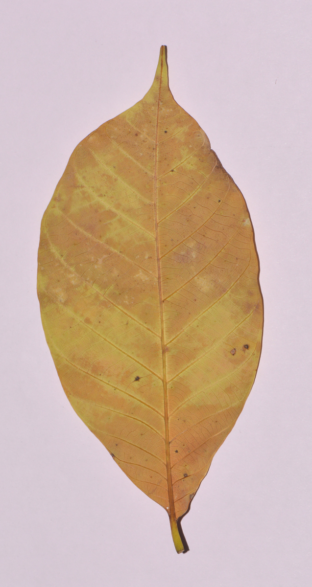 Image of Hevea brasiliensis specimen.