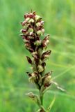 Anacamptis coriophora. Соцветие. Украина, Донецкая обл., Володарский р-н, заповедник \"Каменные Могилы\". Начало июня 2004 г.