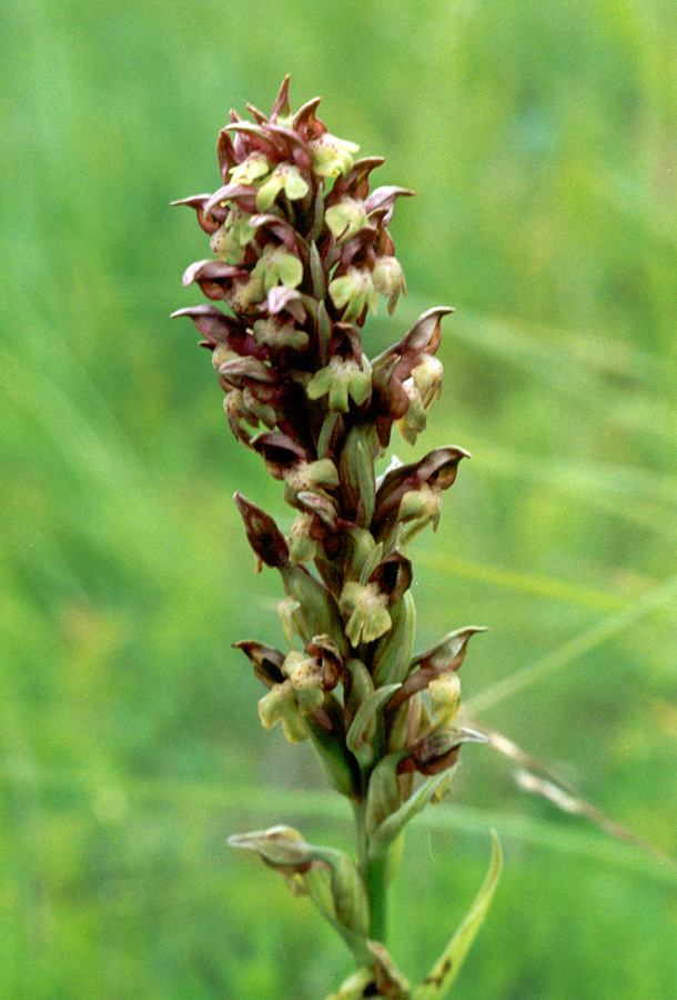 Image of Anacamptis coriophora specimen.