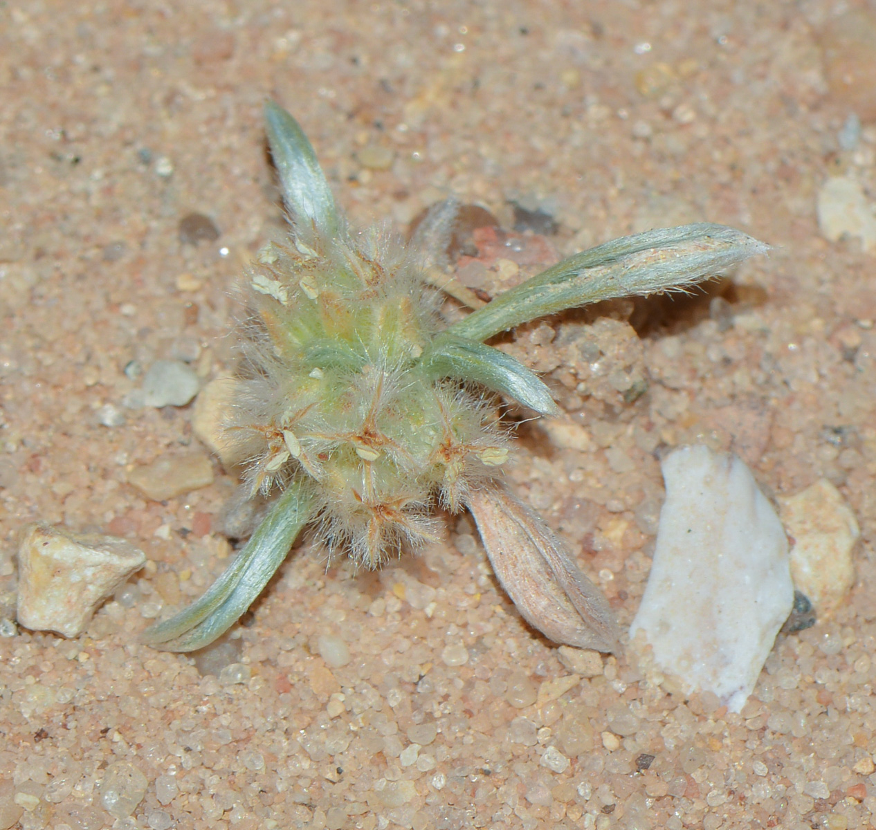 Изображение особи Plantago ciliata.