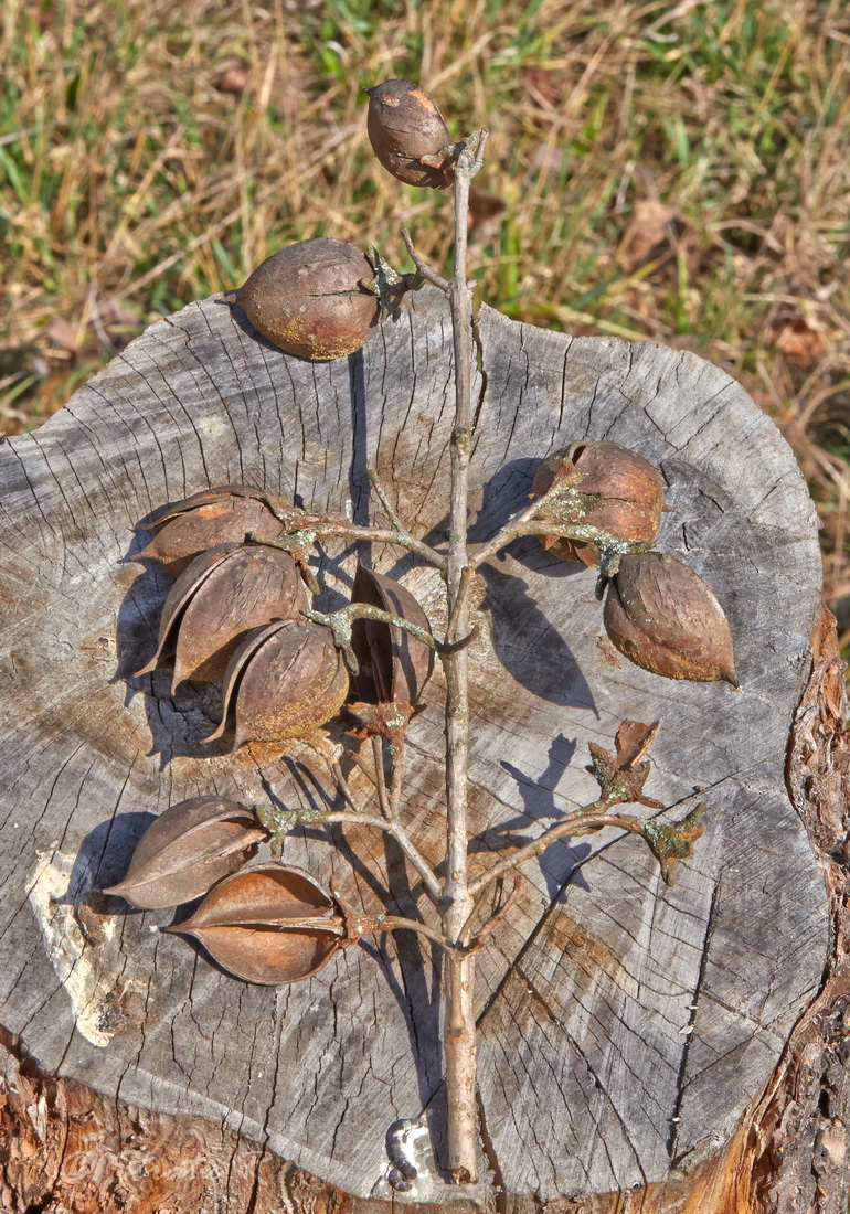 Image of Paulownia tomentosa specimen.