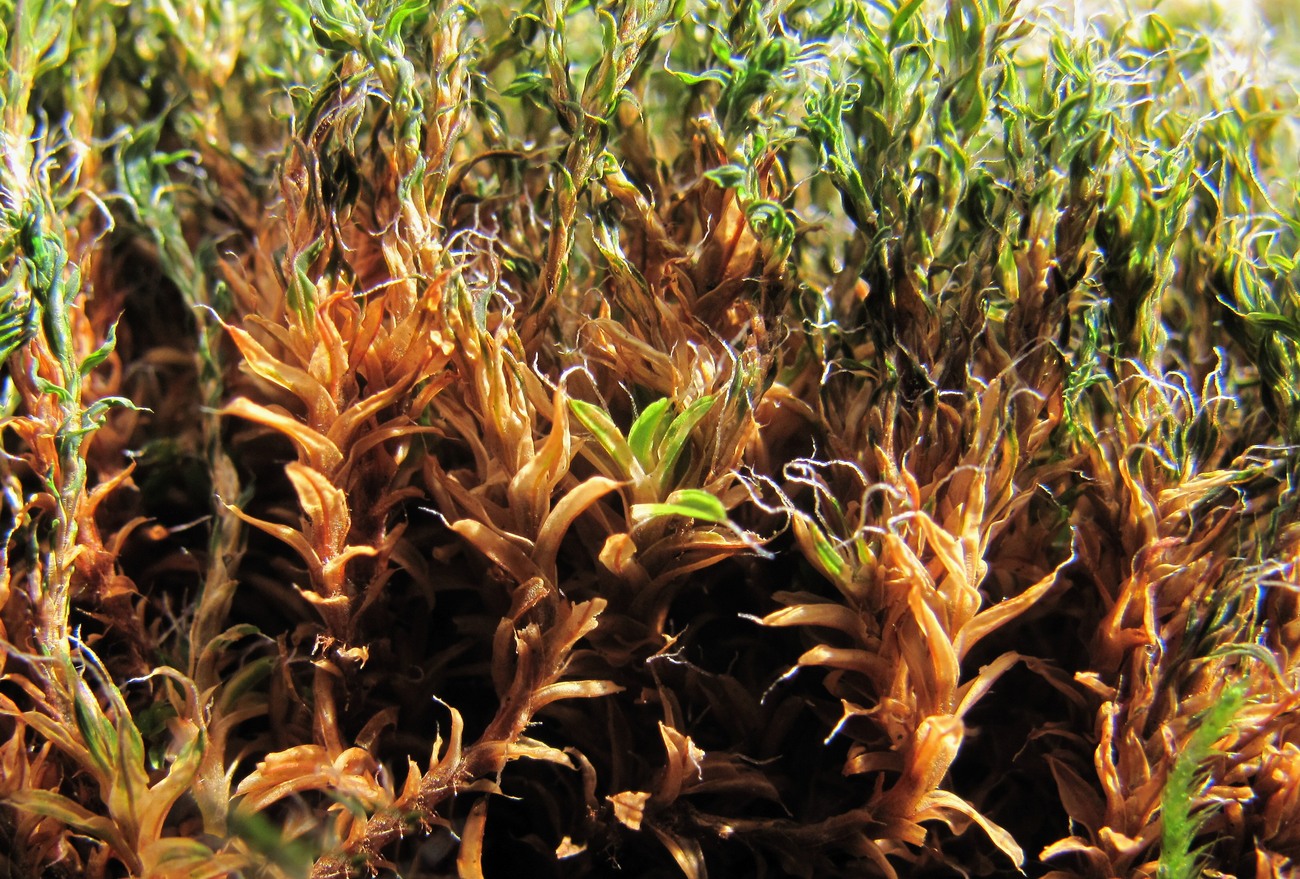 Image of Syntrichia ruralis specimen.