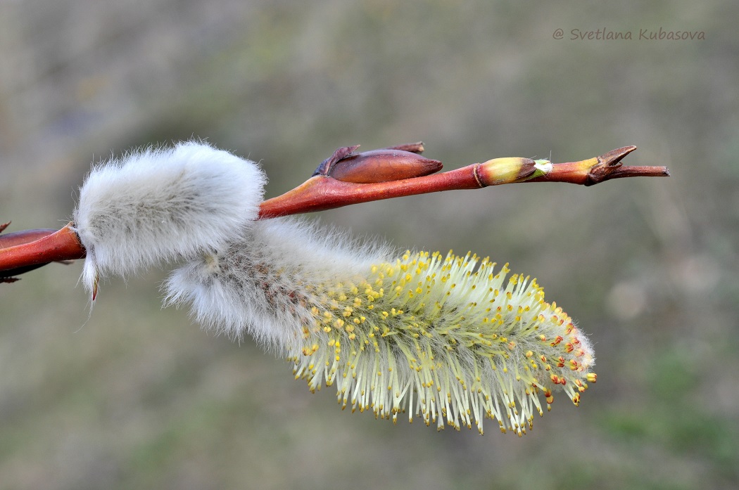 Image of Salix daphnoides specimen.