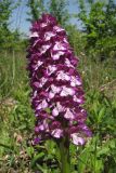 Orchis purpurea subspecies caucasica. Соцветие. Краснодарский край, Крымский р-н, окр. хут. Гапоновский, большая поляна среди широколиственного леса, зарастающая молодыми деревьями и кустарниками. 01.05.2017.