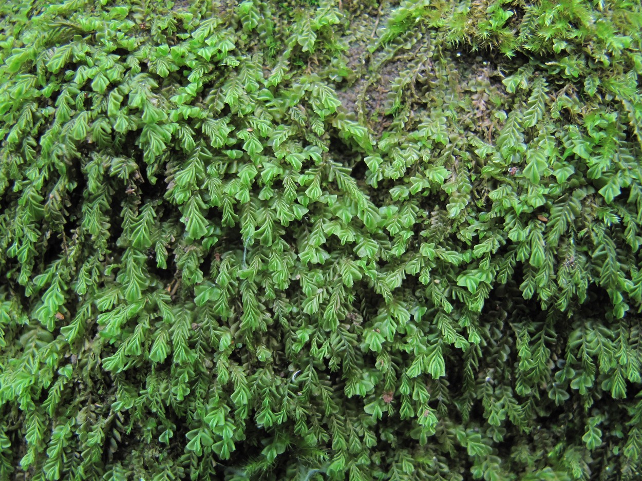 Image of Plagiochila porelloides specimen.