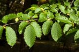 Carpinus betulus. Часть ветви. Санкт-Петербург, ботанический сад БИН РАН, в культуре. 30.09.2016.