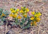 Thermopsis mongolica