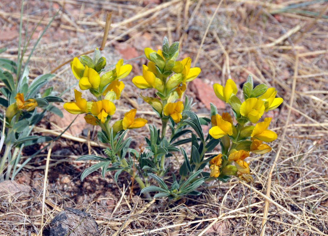 Image of Thermopsis mongolica specimen.