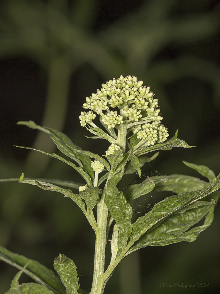 Image of Eupatorium cannabinum specimen.