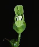 Scrophularia amgunensis. Цветок. Приморский край, Ольгинский р-н, окр. с. Пермское, долина р. Аввакумовка на левом берегу, скала Чёртов Утёс, каменистая россыпь у подножья скал. 04.07.2017.