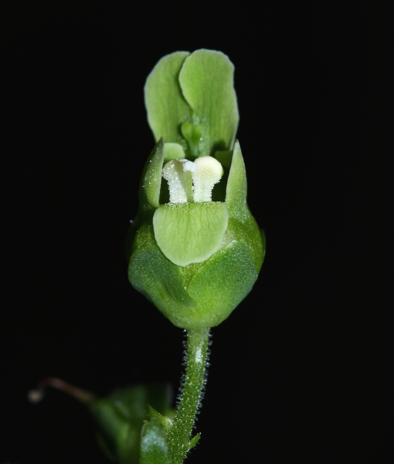 Изображение особи Scrophularia amgunensis.