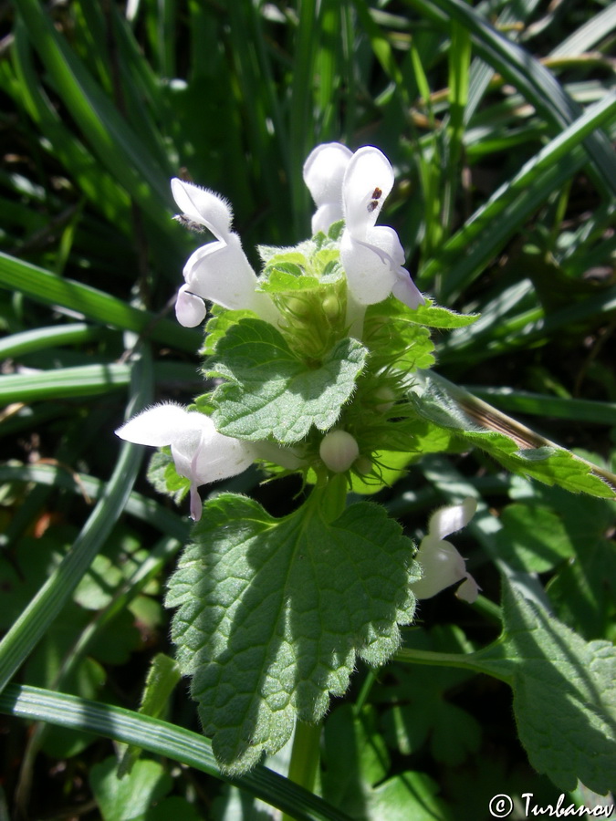 Изображение особи Lamium purpureum.