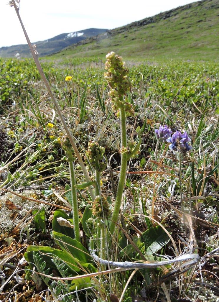 Image of Micranthes hieraciifolia specimen.