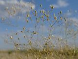 Gypsophila diffusa. Часть соцветия. Казахстан, Актюбинская обл., Байганинский р-н, 45 км ССВ ст. Курсай; плато Устюрт, чинк Донызтау, борт дола (овр.) Курусай; полынно-чернобоялычно-биюргуновая щебнистая пустыня у бровки верхнего уступа чинка. 18.06.2017.