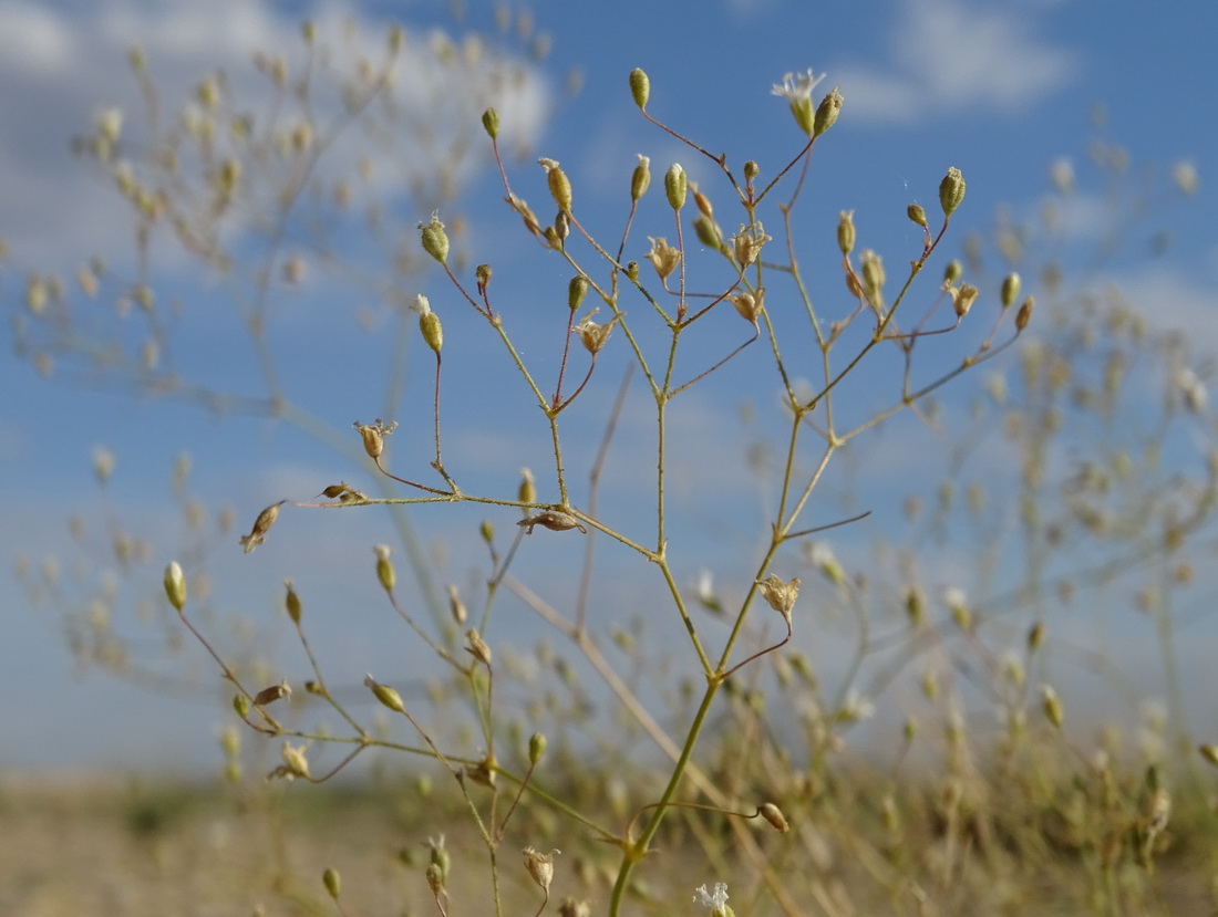 Изображение особи Gypsophila diffusa.