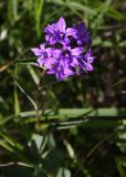 Campanula glomerata