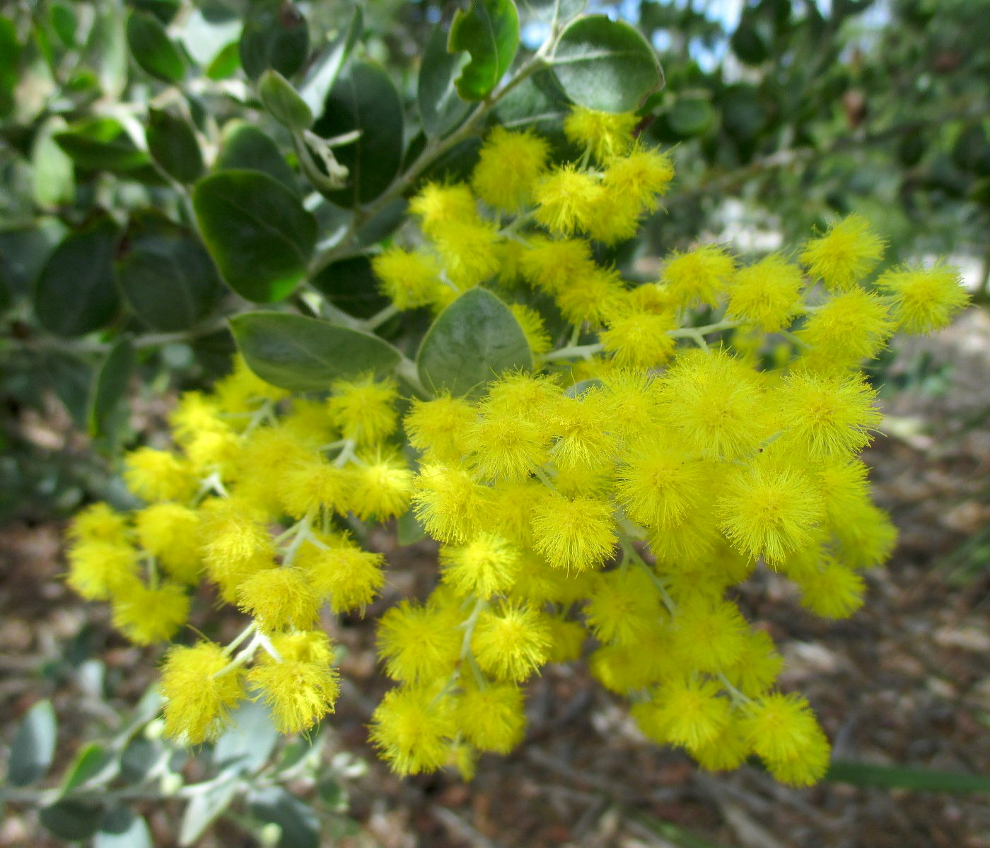 Изображение особи Acacia podalyriifolia.
