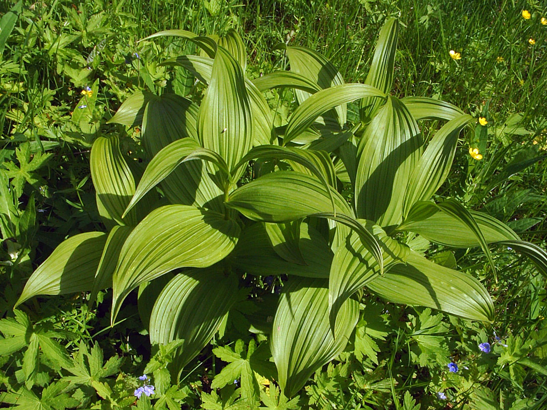 Изображение особи Veratrum lobelianum.