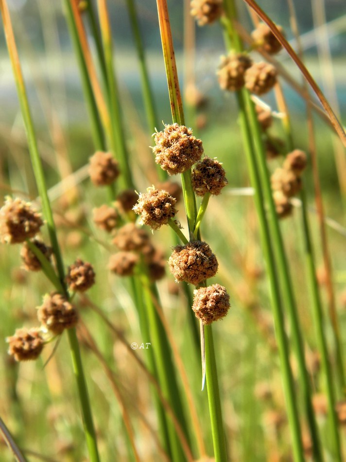 Image of Scirpoides holoschoenus specimen.