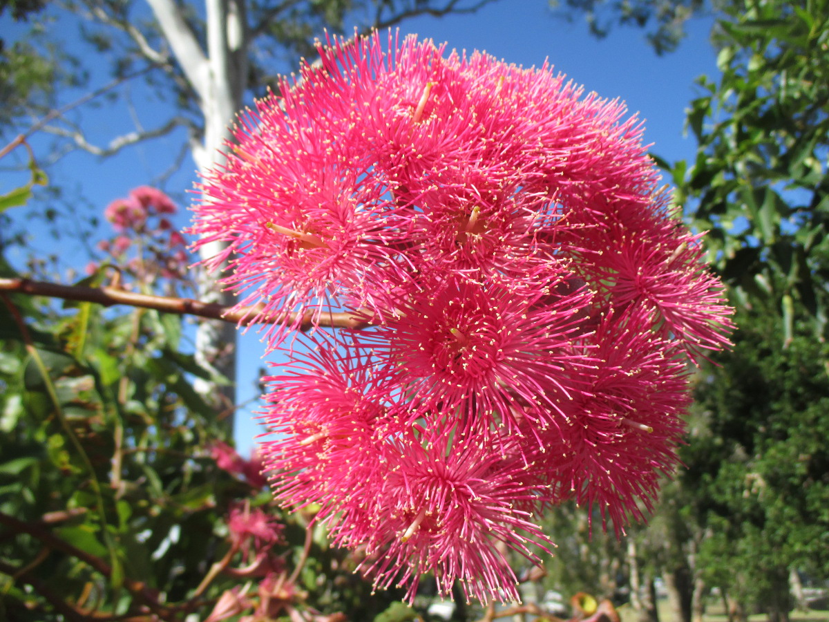 Image of Corymbia ficifolia specimen.