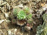 Orostachys spinosa. Вегетирующее растение. Магаданская обл., Ольский р-н, окр. пос. Атарган, крутой каменистый склон сопки. 07.07.2017.