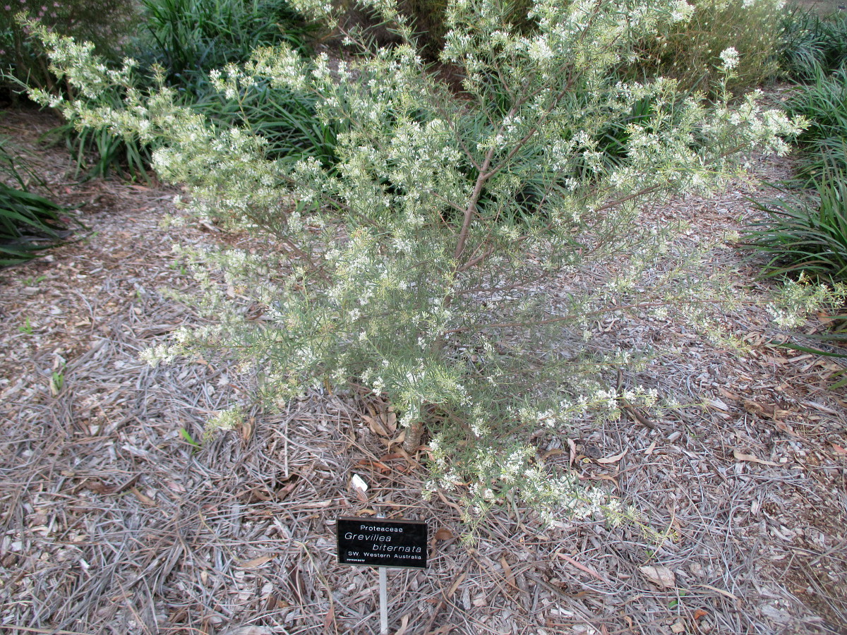 Image of Grevillea biternata specimen.