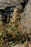 Solidago virgaurea. Плодоносящее растение. Челябинская обл., хребет Уреньга, зона курумов на гребне между Второй и Первой сопками, ≈ 1100 м н.у.м. 16 сентября 2017 г.