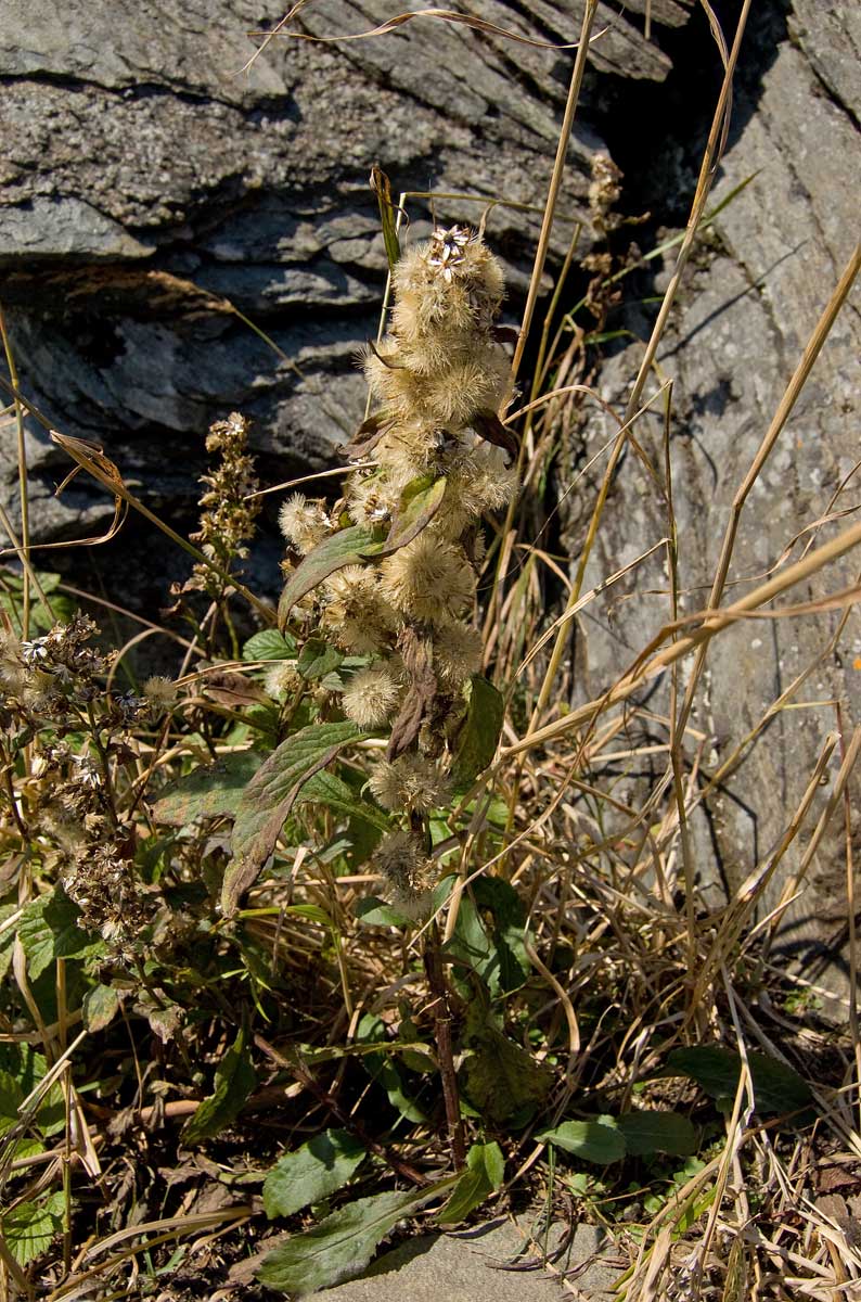 Изображение особи Solidago virgaurea.