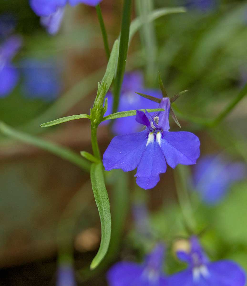 Image of Lobelia erinus specimen.