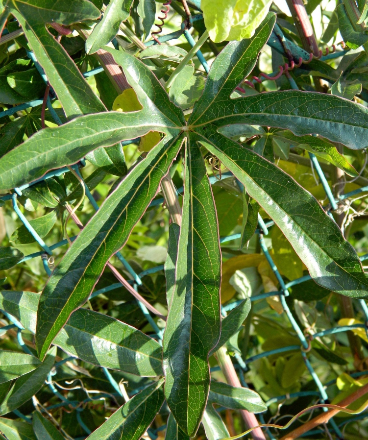 Изображение особи Passiflora caerulea.