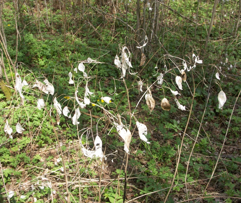 Изображение особи Lunaria rediviva.