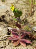 Draba nemorosa. Цветущее растение. Магаданская обл., Ольский р-н, окр. пгт Ола, на насыпи дамбы. 26.08.2017.