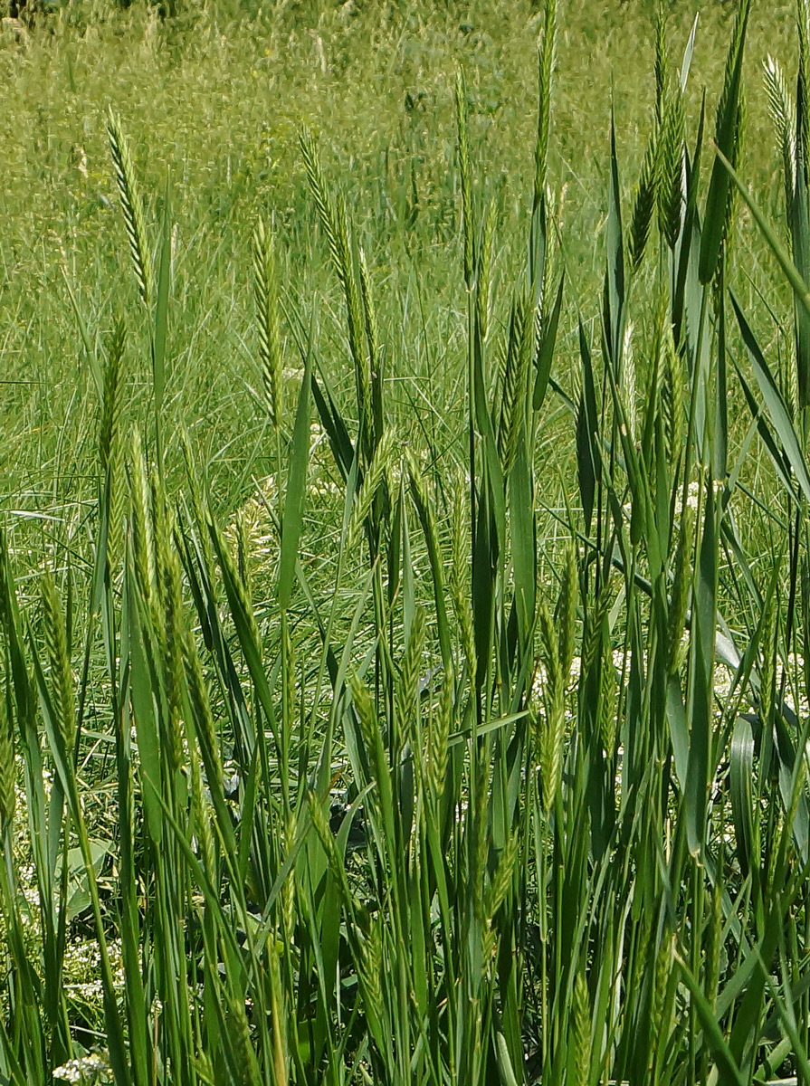 Изображение особи Agropyron pectinatum.