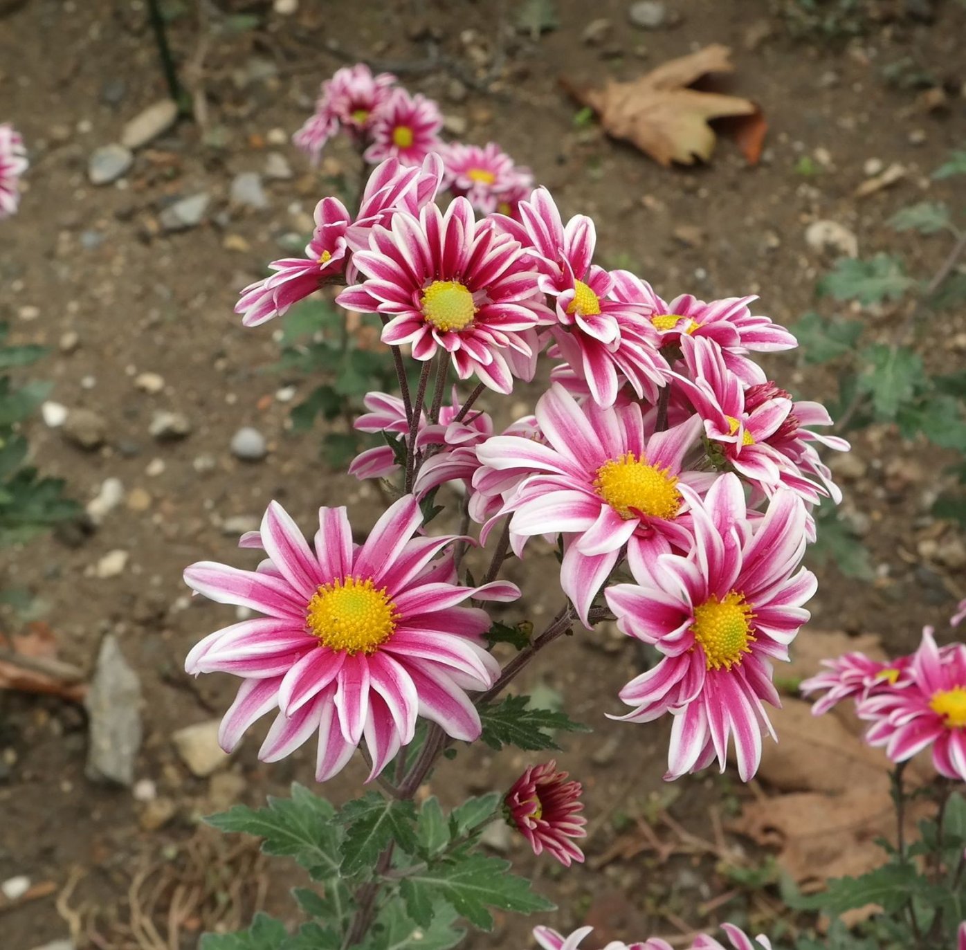 Image of Chrysanthemum indicum specimen.