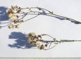 Image of taxon representative. Author is Сергей Банкетов