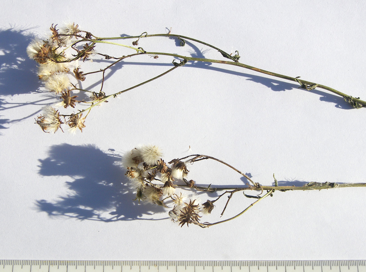 Image of Senecio grandidentatus specimen.