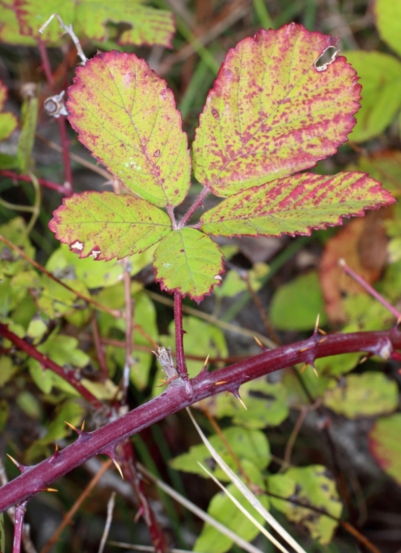 Изображение особи Rubus sanctus.