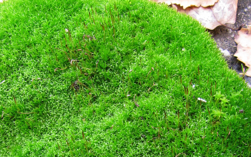 Image of class Bryopsida specimen.