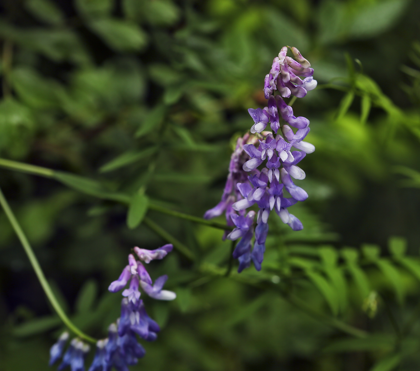 Изображение особи Vicia cracca.